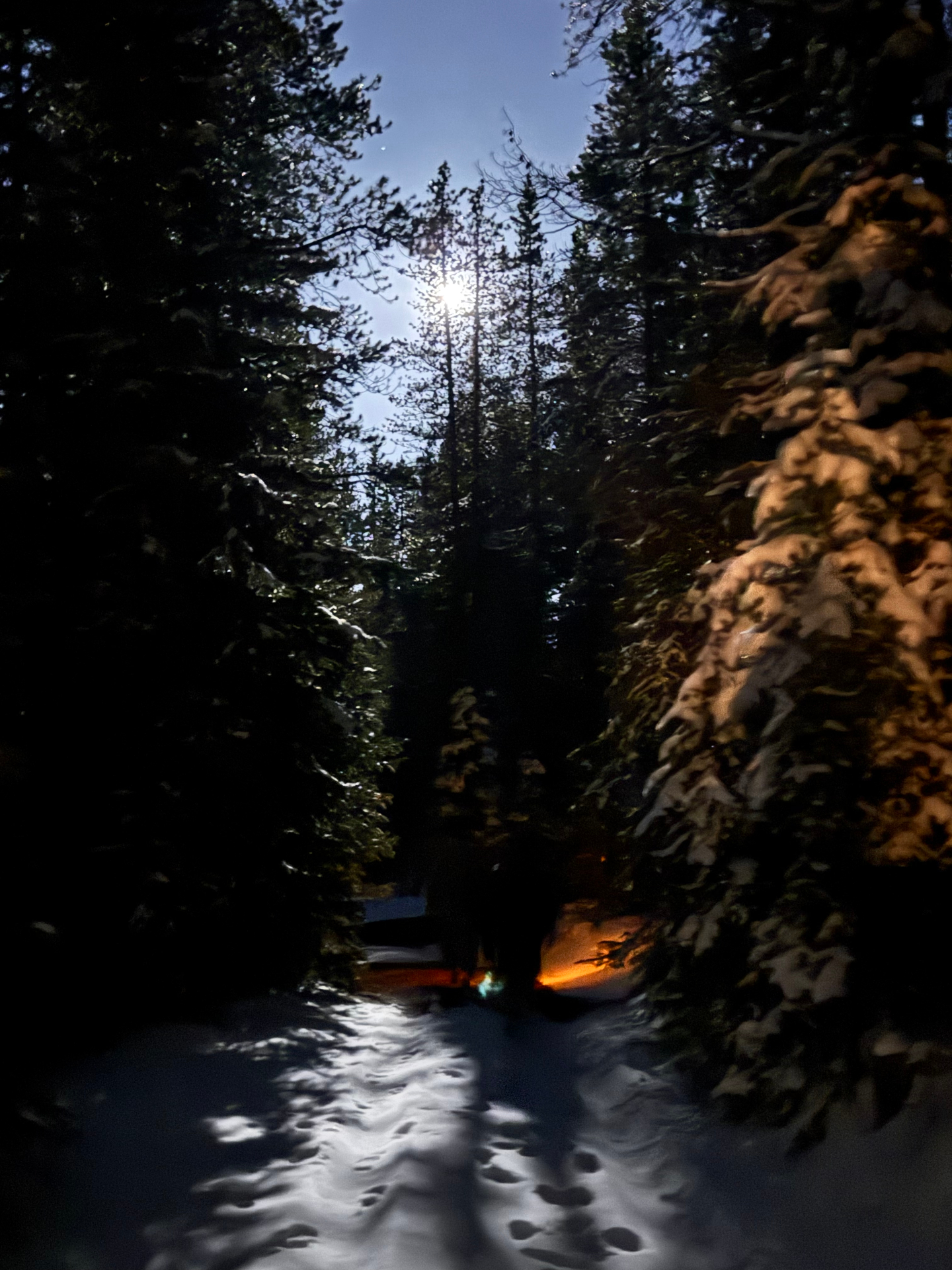 Moonlight through snowy pines on a footprint-marked path
