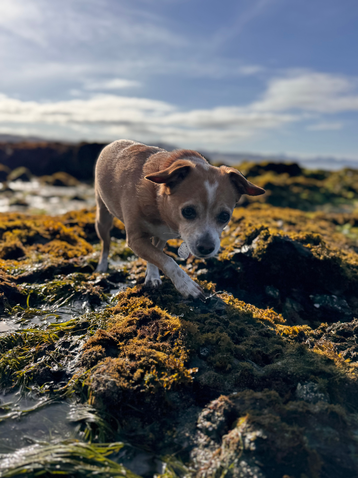 A small dog standing on mossy tide pool rocks